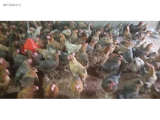 Istanbul Arnavutkoy Muhammed Tasdemir Hayvanlar Alemi Ilanlari Sahibinden Com Da Istanbul Arnavutkoy Muhammed Tasdemir Hayvanlar Alemi Ilanlari Sahibinden Com Da