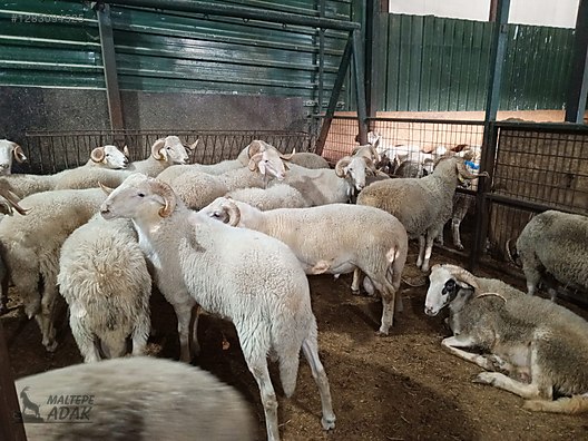 Hayvanlar Alemi / Küçükbaş Hayvanlar / Koç