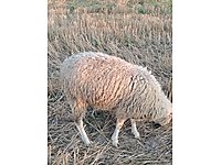 sahibinden satilik koyun cinsleri ve fiyatlari sahibinden com da