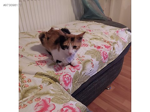 kedi sarman acil yuva araniyor sahibinden comda 973096172 kedi sarman acil yuva araniyor sahibinden comda 973096172