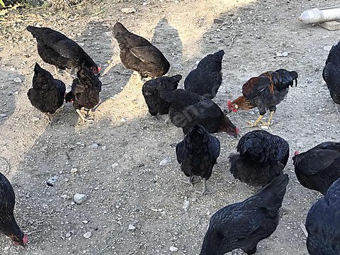 tavuk satilik ataks cinsi koy tavuklari sahibinden comda 972096366 tavuk satilik ataks cinsi koy tavuklari sahibinden comda 972096366