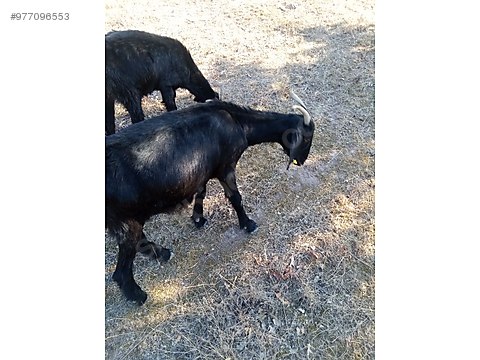 keci kara keci satilik sahibinden comda 977096553