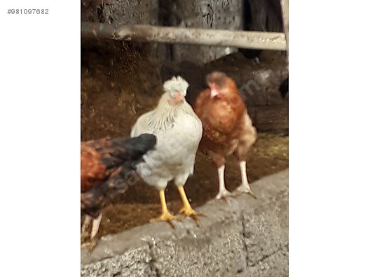 tavuk cins ve guzel yumurta damizlik horoz ve tavuklar sahibinden comda 981097682