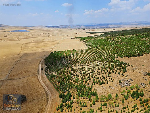 SAYMAN'DAN ZAFER OSB'YE YAKIN KARACAÖREN'DE SATILIK TARLALAR #1261097851