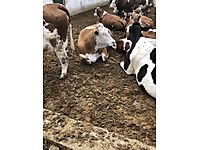 babaeski satilik buyukbas hayvanlar ilanlari ve fiyatlari sahibinden com da