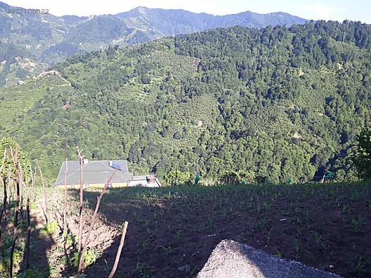 Manisada Araba