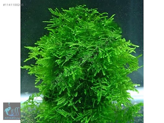 Taiwan Moss Taxiphyllum Alternans