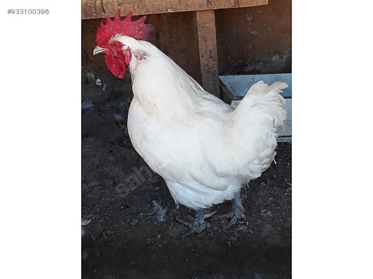 White Meats Bresse Kesilmis Tavuk Ankara Ici At Sahibinden Com 933100396