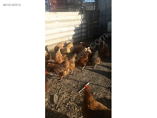 tavuk canakkale satilik tavuk sahibinden comda 919100510