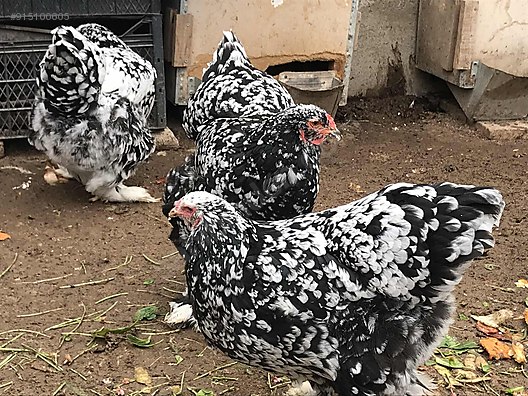 Kuluckalik Yumurta Black Motlet Brahma Kuluckalik Yumurta Odullu Takimdan Sahibinden Comda 915100605 Kuluckalik Yumurta Black Motlet Brahma Kuluckalik Yumurta Odullu Takimdan Sahibinden Comda 915100605