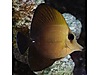Brown Sailfintang Adult M/L boy Brown Sailfintang Adult M/L boy