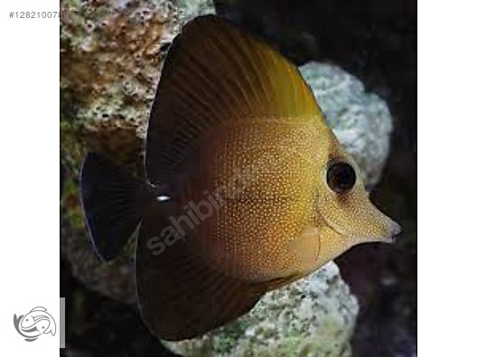 Pets & Livestock / Marine Animals / Sea Fish