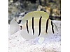 Convict Surgeonfish s boy Convict Surgeonfish s boy