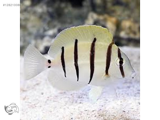 Pets & Livestock / Marine Animals / Sea Fish