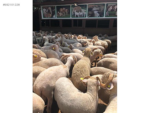koyun adak istanbul habibler kurbanlik kucukbas koyun satilik sahibinden comda 982101226 koyun adak istanbul habibler kurbanlik kucukbas koyun satilik sahibinden comda 982101226