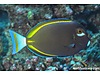 Powder black Tang m boy Powder black Tang m boy