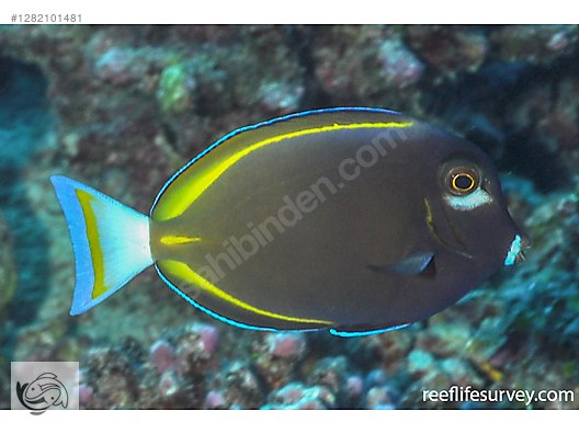 Pets & Livestock / Marine Animals / Sea Fish