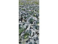 Turşuluk Beyaz Lahana