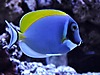 Powderblue Surgeonfish m boy Powderblue Surgeonfish m boy