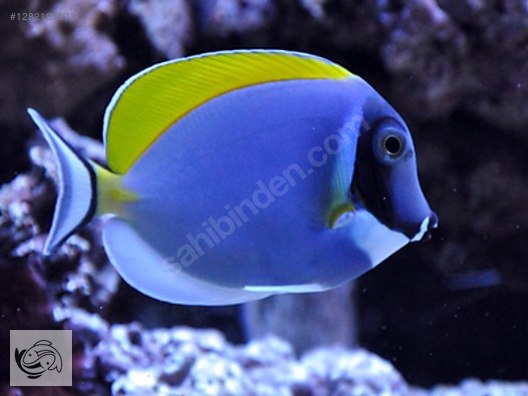 Pets & Livestock / Marine Animals / Sea Fish