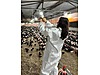 Pets & Livestock / Poultry & Fowl / Chickens