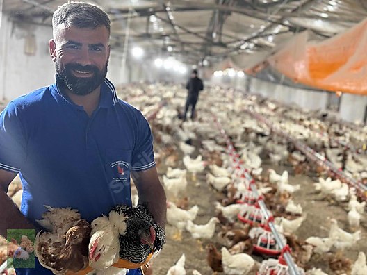 Pets & Livestock / Poultry & Fowl / Chickens