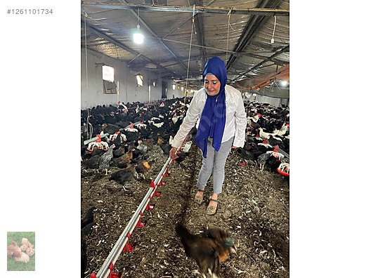 Pets & Livestock / Poultry & Fowl / Chickens