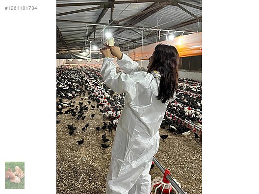 Pets & Livestock / Poultry & Fowl / Chickens