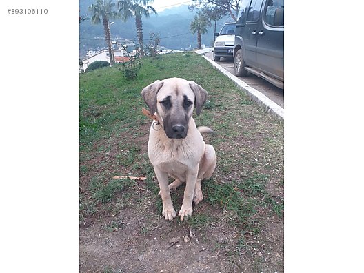 Kopek Kangal Guzel Kiz Omurluk Yuva Ariyor Ucretsiz Sahiplendirme Sahibinden Comda 893106110