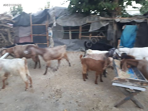 keci satilik kirma halep kecisi sahibinden comda 963108429 keci satilik kirma halep kecisi sahibinden comda 963108429