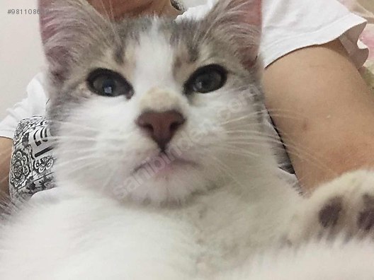 kedi tekir yavru kedi ailesini bekliyor sahibinden comda 981108658 kedi tekir yavru kedi ailesini bekliyor sahibinden comda 981108658