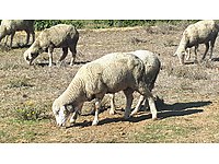 kesan satilik koyun cinsleri ve fiyatlari sahibinden com da kesan satilik koyun cinsleri ve fiyatlari sahibinden com da