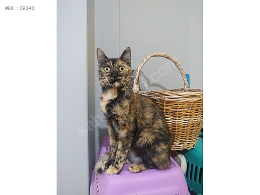 kedi tekir izmir yavru kedi yuva ariyor sahibinden comda 981109343