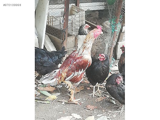 horoz 2yasinda yakisikli sari kirmizi hint horozu sahibinden comda 970109998