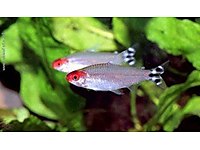 KIRMIZI BURUN TETRA RED NOSE DEV KAMPANYA #1258110231