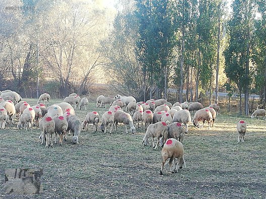 Koyun Ankarada Kangal Satisimiz Devam Ediyor Enaz 50 Adet 1400 Tl Sahibinden Comda 892111112