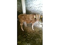 satilik inek cinsleri ve fiyatlari sahibinden com da 7