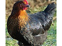 Golbasi Satilik Tavuk Cinsleri Ve Fiyatlari Sahibinden Com Da Golbasi Satilik Tavuk Cinsleri Ve Fiyatlari Sahibinden Com Da