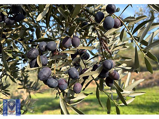 GÜNDOĞDU ALTINTAŞ FULL DENİZ MANZARA 7113m2 YOLA CEPHEZEYTİNLİK #1253111886