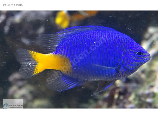 Sea Fish / Azure Blue Yellow Tail Damsel - Chrysiptera Parasema on