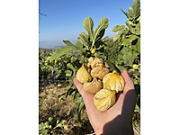 ÜRETİCİDEN DAL KURUSU DAĞ İNCİRİ