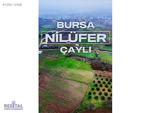 ÇAYLI'DA 11.600 MT2 MÜSTAKİL TAPULU FIRSAT ARAZİ!