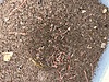 Pets & Livestock / Reptiles / Earthworm