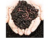 Pets & Livestock / Reptiles / Earthworm