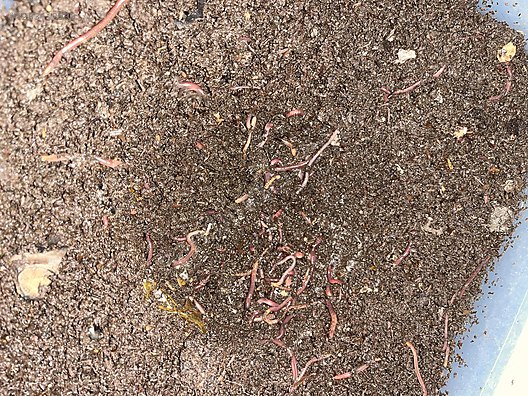 Pets & Livestock / Reptiles / Earthworm