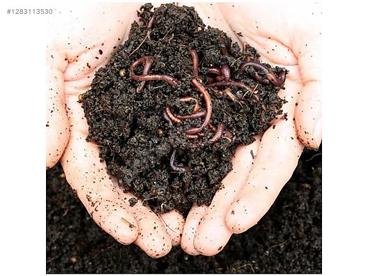 Pets & Livestock / Reptiles / Earthworm