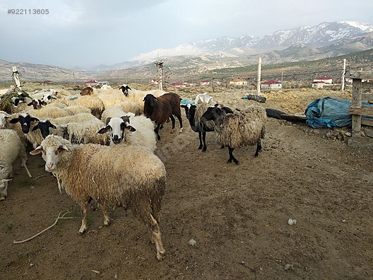 sahibinden satilik kucukbas hayvan izmir sahibinden satilik kucukbas hayvan izmir