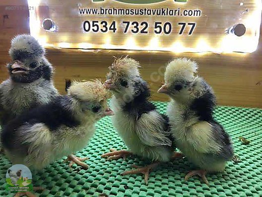 Tavuk Rahibe Fizan Civciv Pado Civciv A Kalite Sahibinden Comda 907114021