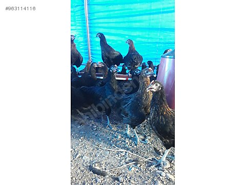 Mavi Yumurtlayan Tavuk Sahibinden