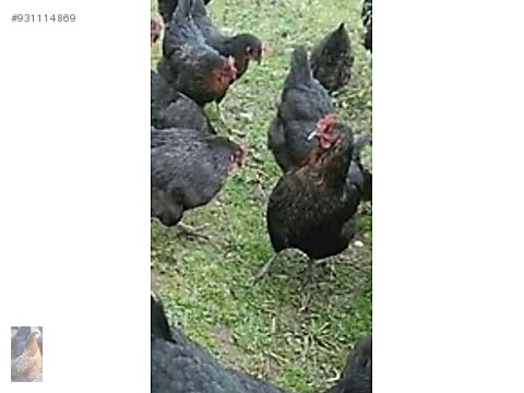 tavuk kilavuzda ataks sahibinden comda 931114869 tavuk kilavuzda ataks sahibinden comda 931114869